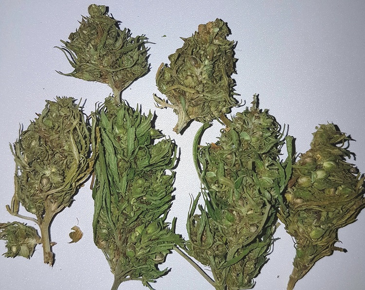 Premium Hemp Buds