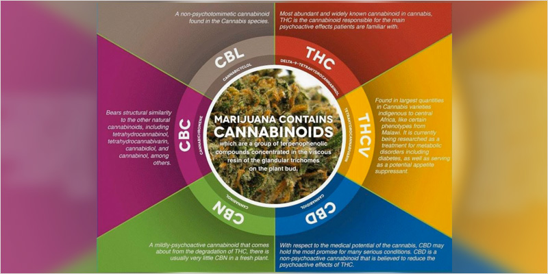 Cannnabinoids and the Entourage effect