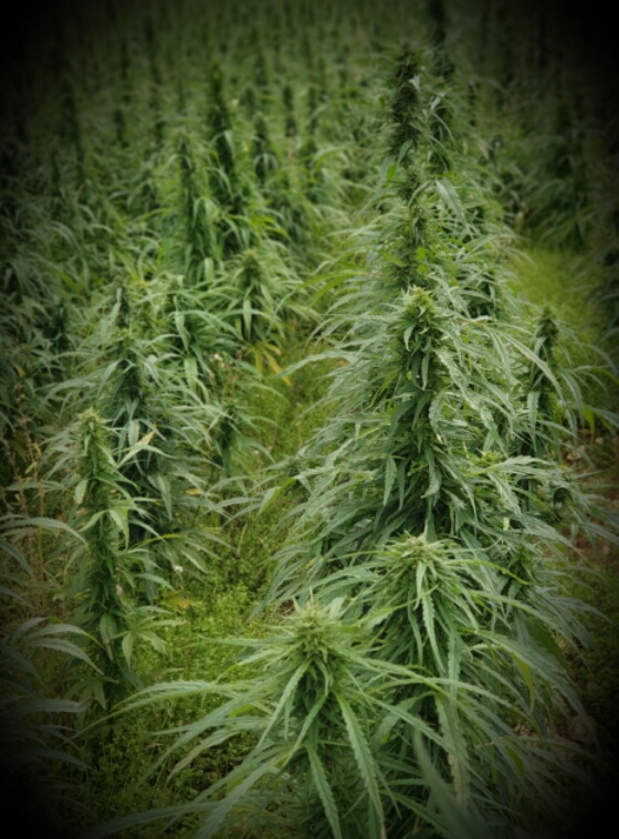 full spectrum CBD oil production